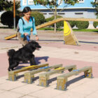 DA503 PARCOURS CANIN AGILITY BUFFHYERES COLLECTIVITES 3 - Buff'Hyères Collectivités DA503 PARCOURS CANIN AGILITY BUFFHYERES COLLECTIVITES 3
