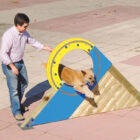 DA507 ROUE EDU CAN AGILITY BUFFHYERES COLLECTIVITES2